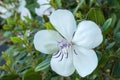 White flower of a dwarf tibouchina peace baby in the shade