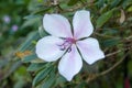 White flower with pink-mauve highlights of a dwarf tibouchina