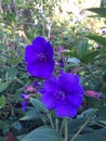 Tibouchina Plant Blossoming in Waimea Canyon on Kauai Island, Hawaii. Royalty Free Stock Photo