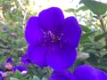 Tibouchina Plant Blossoming in Waimea Canyon on Kauai Island, Hawaii. Royalty Free Stock Photo