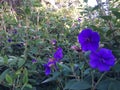 Tibouchina Plant Blossoming in Waimea Canyon on Kauai Island, Hawaii. Royalty Free Stock Photo