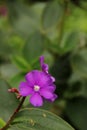 Tibouchina Royalty Free Stock Photo