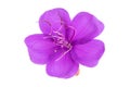 Tibouchina purple flower isolated in white background Royalty Free Stock Photo