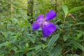 Tibouchina semidecandra Royalty Free Stock Photo