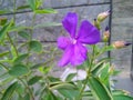 Tibouchina semidecandra flowers blooming on the Pakuan campus