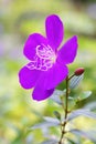 Tibouchina semidecandra (Mart. et Schrank ex DC.) flower Royalty Free Stock Photo