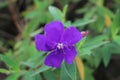 Tibouchina Semidecandra Royalty Free Stock Photo