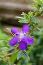 Tibouchina semidecandra or Princess Flower in the garden Royalty Free Stock Photo