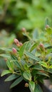 Tibouchina semidecandra or Princess Flower in the garden Royalty Free Stock Photo