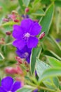 Tibouchina semidecandra, the princess flower Royalty Free Stock Photo