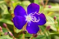 Tibouchina sp, Melastomataceae, tropical America Royalty Free Stock Photo