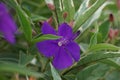 Tibouchina urvilleana (glory bush, lasiandra, princess flower, pleroma, purple glory tree) in nature