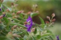 Tibouchina urvilleana (glory bush, lasiandra, princess flower, pleroma, purple glory tree) in nature