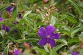 Tibouchina urvilleana (glory bush, lasiandra, princess flower, pleroma, purple glory tree) in nature