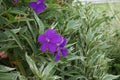 Tibouchina urvilleana (glory bush, lasiandra, princess flower, pleroma, purple glory tree) in nature