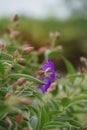 Tibouchina urvilleana (glory bush, lasiandra, princess flower, pleroma, purple glory tree) in nature