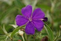 Tibouchina urvilleana (glory bush, lasiandra, princess flower, pleroma, purple glory tree) in nature