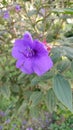 Tibouchina urvilleana flower, purple color