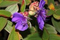 Tibouchina urvilleana, Princess flower, Purple glory bush