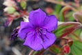 Tibouchina urvilleana, Princess flower, Purple glory bush