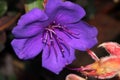 Tibouchina urvilleana, Princess flower, Purple glory bush