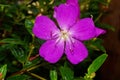 Tibouchina Urvilleana Royalty Free Stock Photo