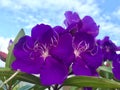 Tibouchina urvilleana under blue sky.