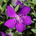 Tibouchina (Princess flower) with a single water drop.  Natural background Royalty Free Stock Photo