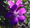 Tibouchina (Princess flower) in part sun light. Natural background Royalty Free Stock Photo