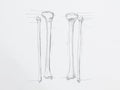 Tibula fibula bones pencil drawing