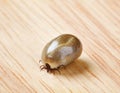 Tick Royalty Free Stock Photo