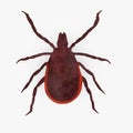 Tick animal - hungry female