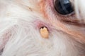 Tick attached to the dog s skin near the eye Royalty Free Stock Photo