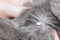 Tick attached to the scruff of a cat with gray fur