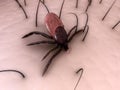 Tick bite