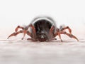 A tick biting Royalty Free Stock Photo
