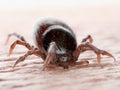 A tick biting Royalty Free Stock Photo