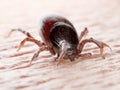 A tick biting Royalty Free Stock Photo