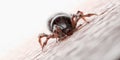 A tick biting Royalty Free Stock Photo