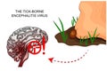 The tick-borne encephalitis virus. tick