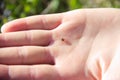 Tick crawls on human palm. Ixodes spreading tick-borne encephalitis and borreliosis. Danger human parasite