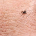 Tick Royalty Free Stock Photo