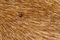 Tick in the dog`s fur. A parasite on the dog`s skin Royalty Free Stock Photo