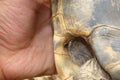 Tick. exotic veterinarian examines a tortoise, Greek tortoise. female tick on turtle. parasites, ticks, tick in wild nature. wildl