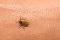 Tick filled with blood crawling on human body skin