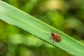 Tick filled with blood crawling on leaf of grass Royalty Free Stock Photo