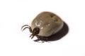 Tick filled with blood Royalty Free Stock Photo