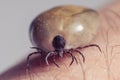 Tick filled with blood sitting on human skin