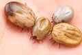 Tick filled with blood sitting on human skin