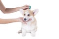 Tick and flea prevention for a corgi dog